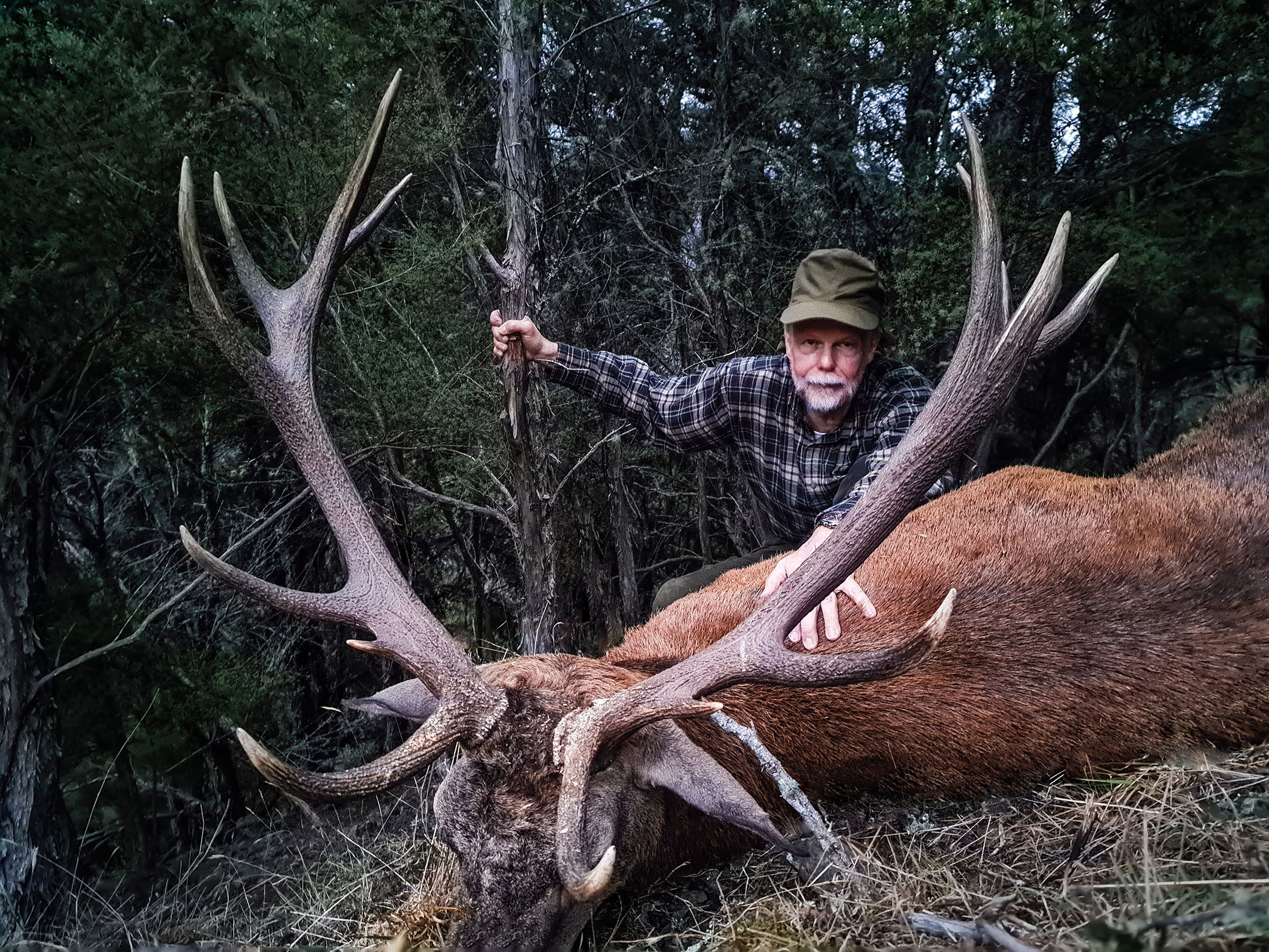free range red stag New Zealand
