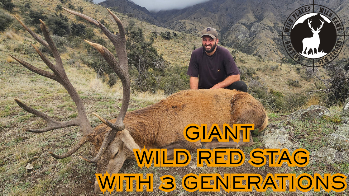 Load video: public land red stag hunting outfitter